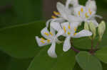 Amur honeysuckle